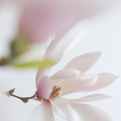 A photograph detail of delicate flowers