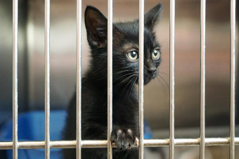 Kitty in Shelter