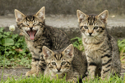 kittens kitten season feral cats TNR