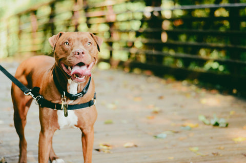 Pitbull Smiling Pitbull Awareness Month