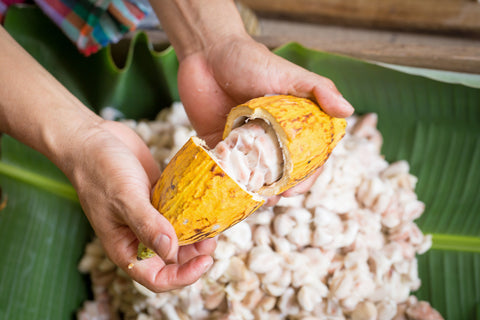 A person holding an open cacao pod in their hands