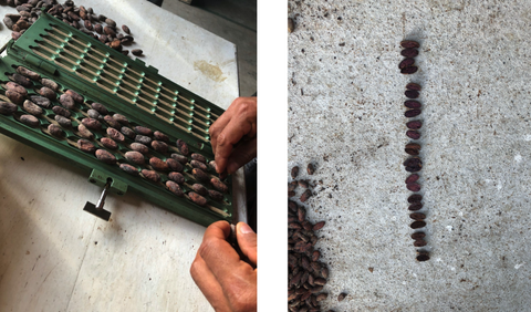 hand sorting and guillotine testing cacao at origin