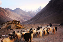 Himalayas where Cordyceps Sinensis grows