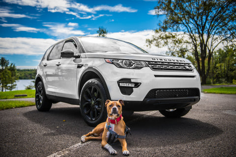 Dog car seat, dog car harness