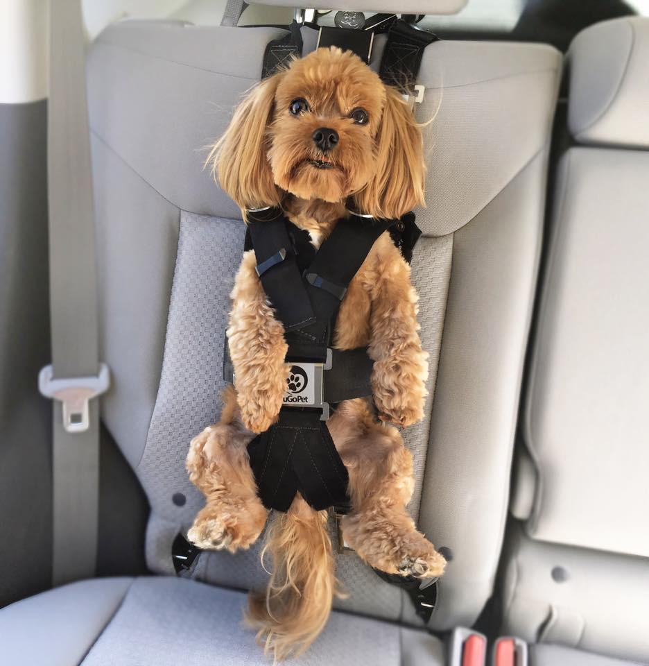 dog back seat harness