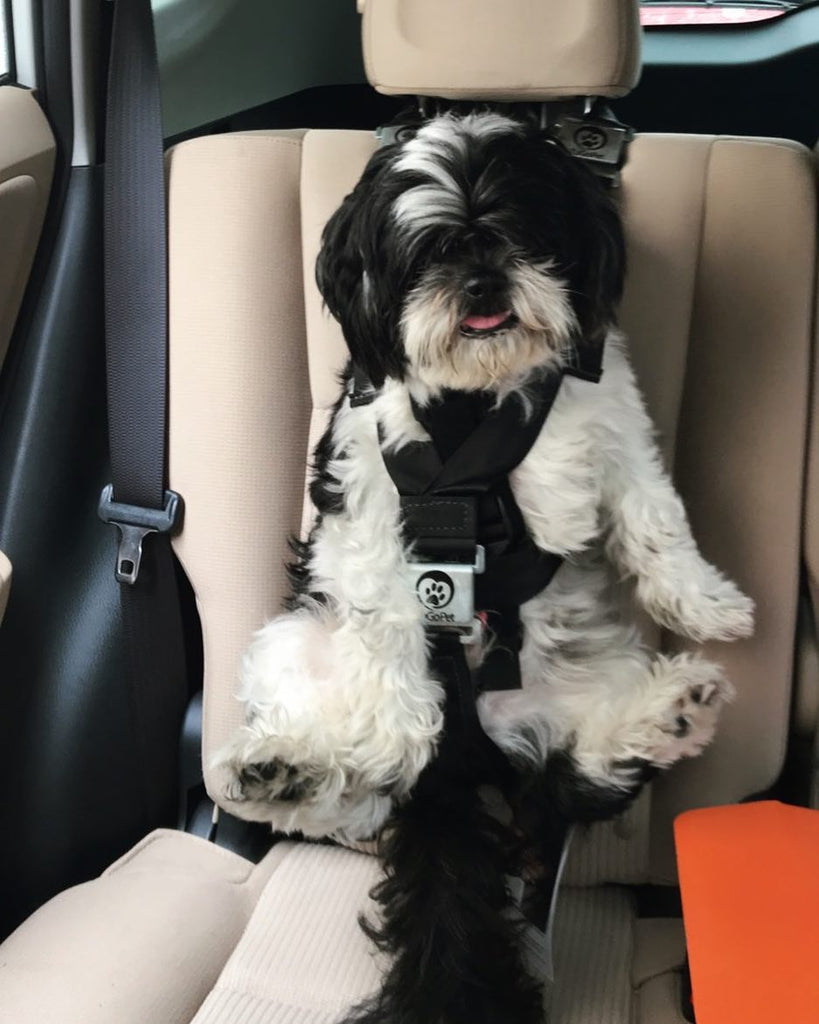 dog back seat harness