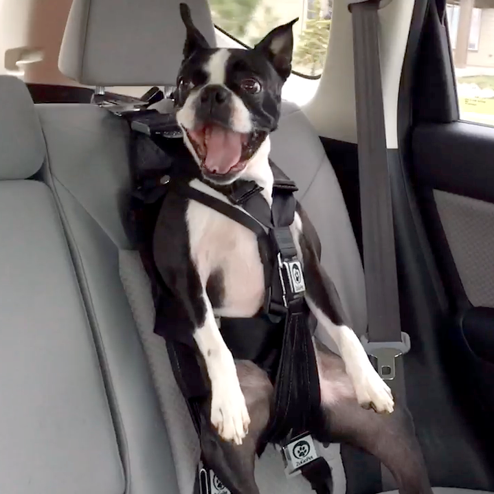 dog seat belt shark tank
