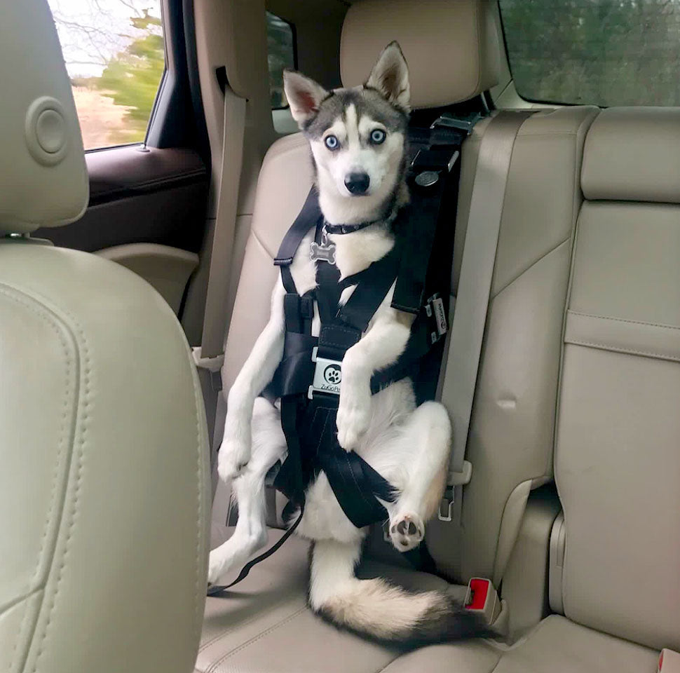 dog sling for car