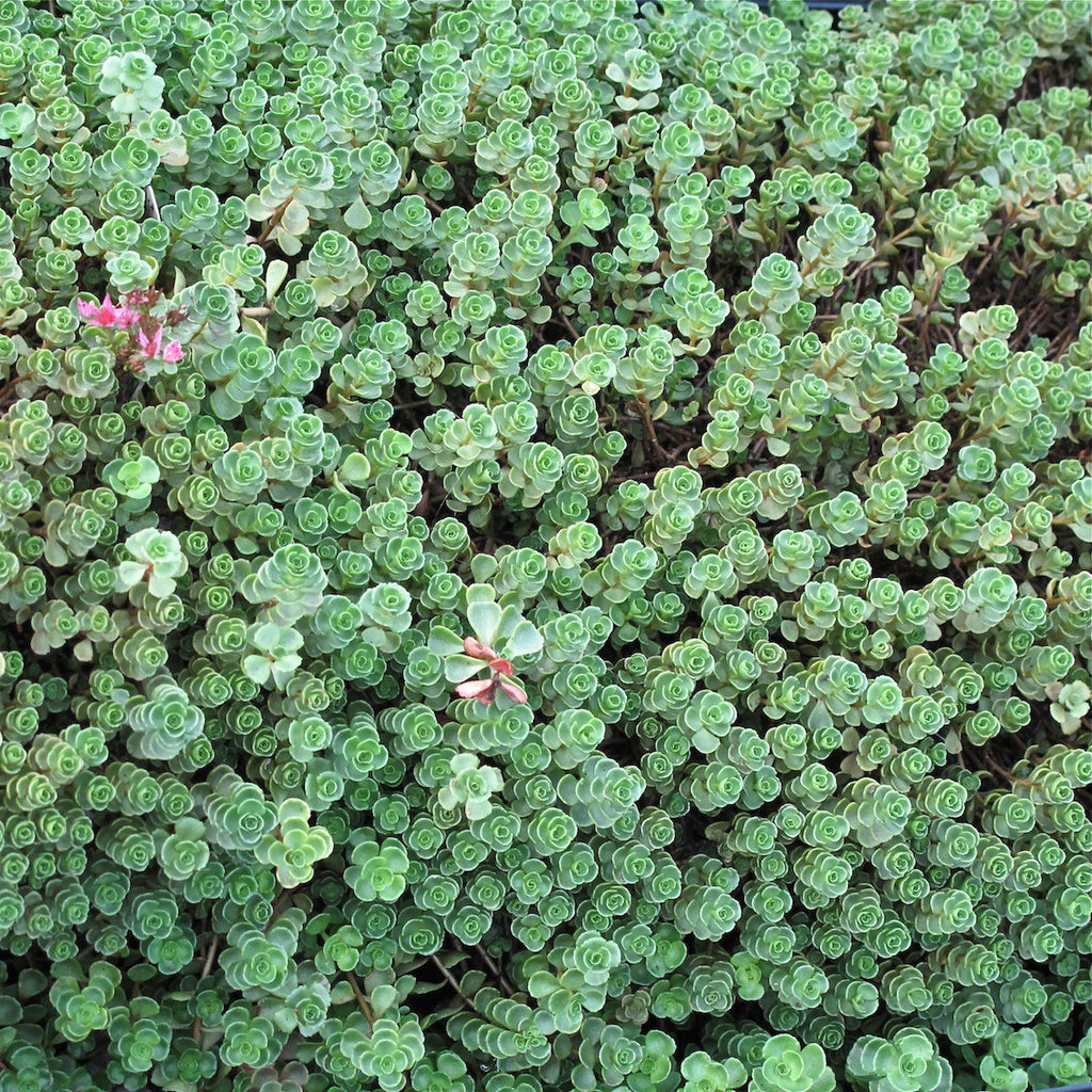 sedum_john_creech_1024x1024