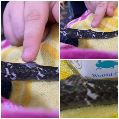 Actual Customer Photos of Lizard being treated with Reptanicals Wound Care