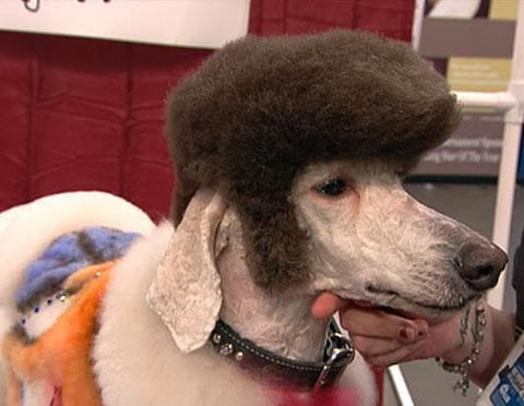 21 Dogs With Better Haircuts Than You Pinstapals