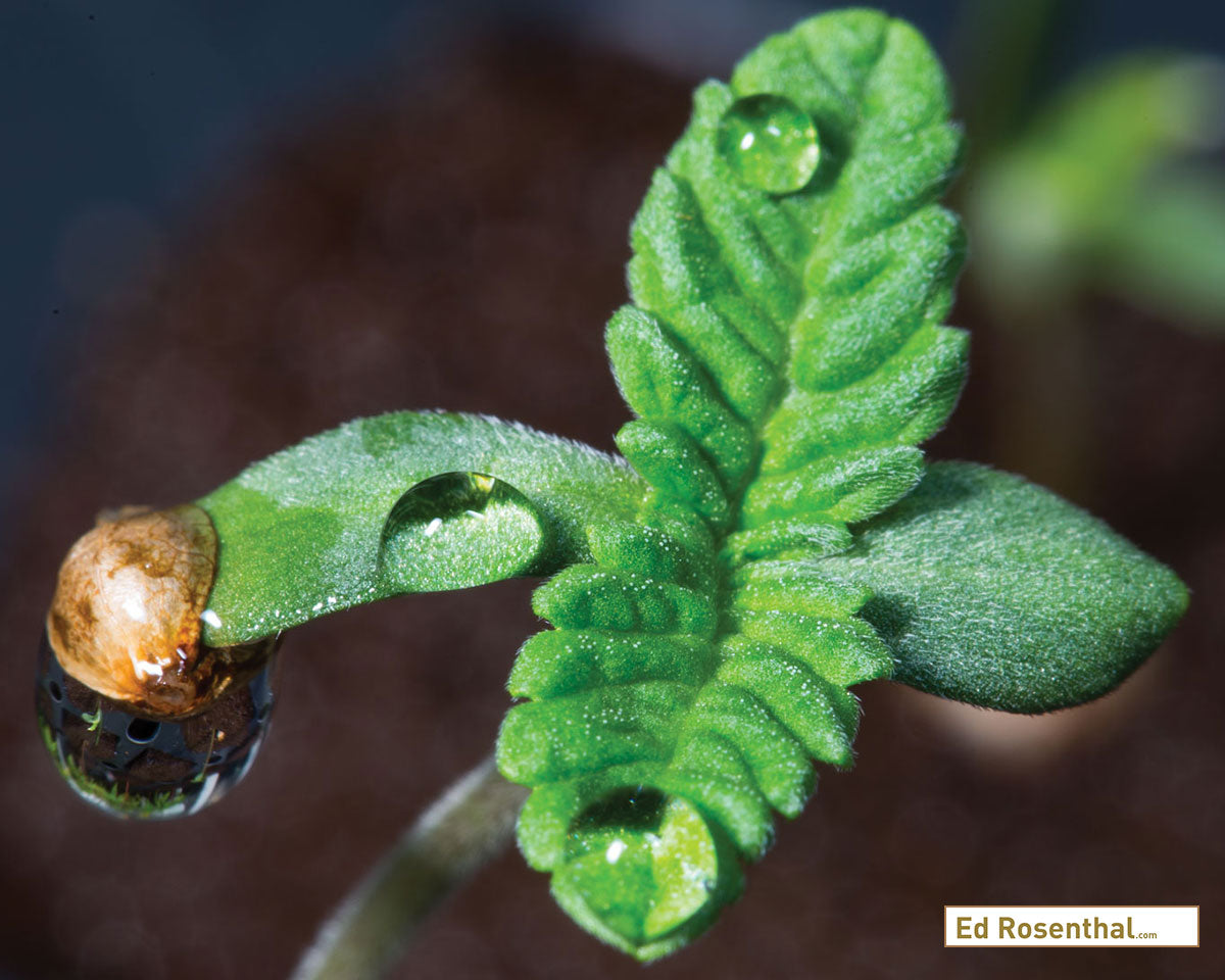 Ed Rosenthal Image Cannabis Plant Sprouting From Seed Casing