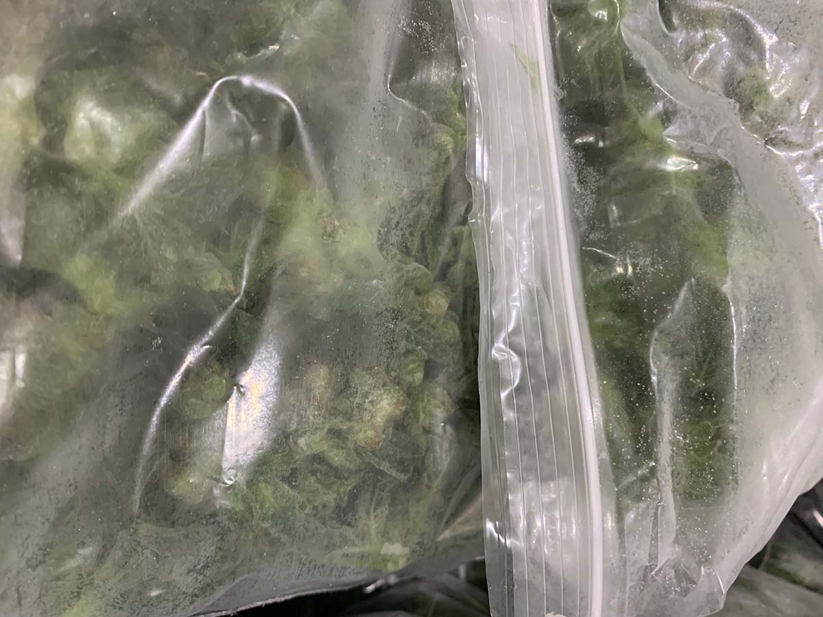 Fresh Frozen Cannabis In Bags