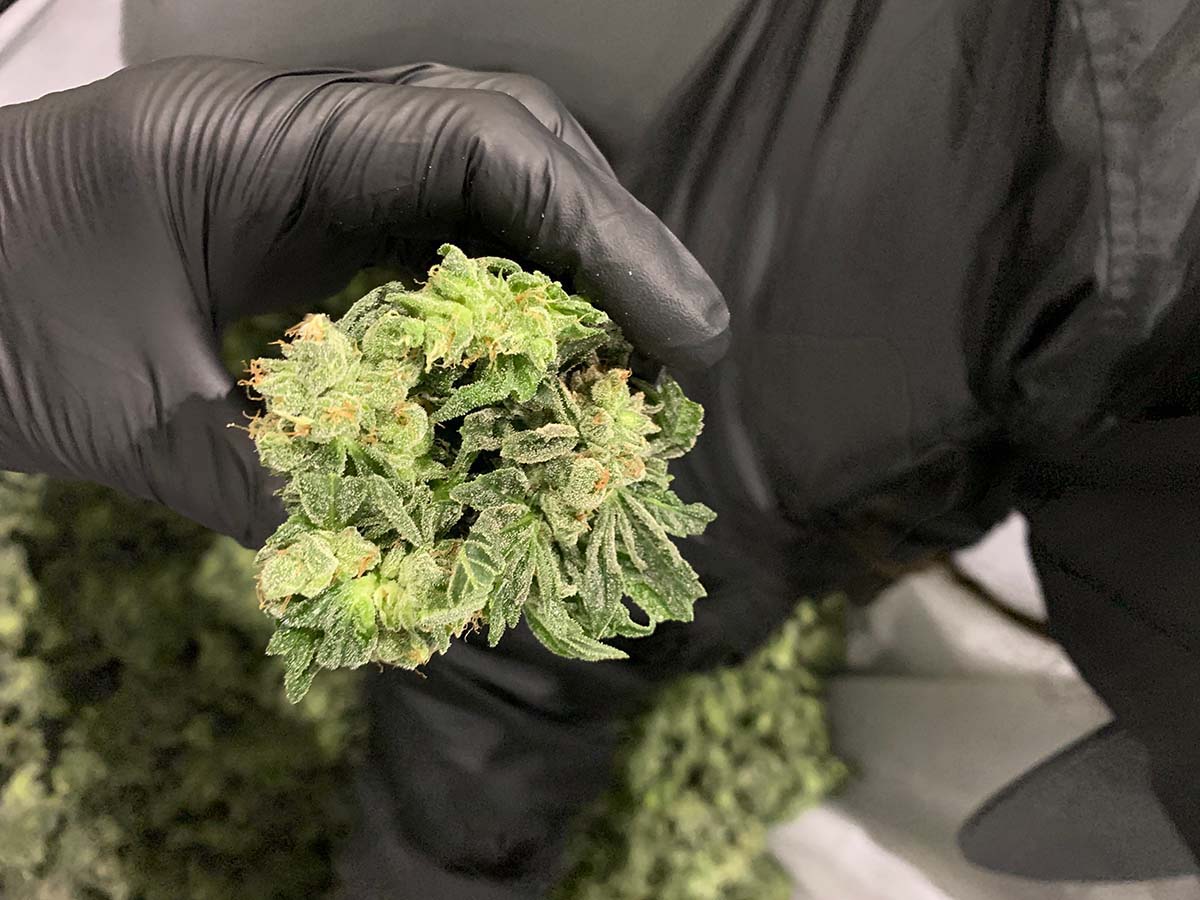 Fresh Frozen Cannabis Flower Ready for Agitation