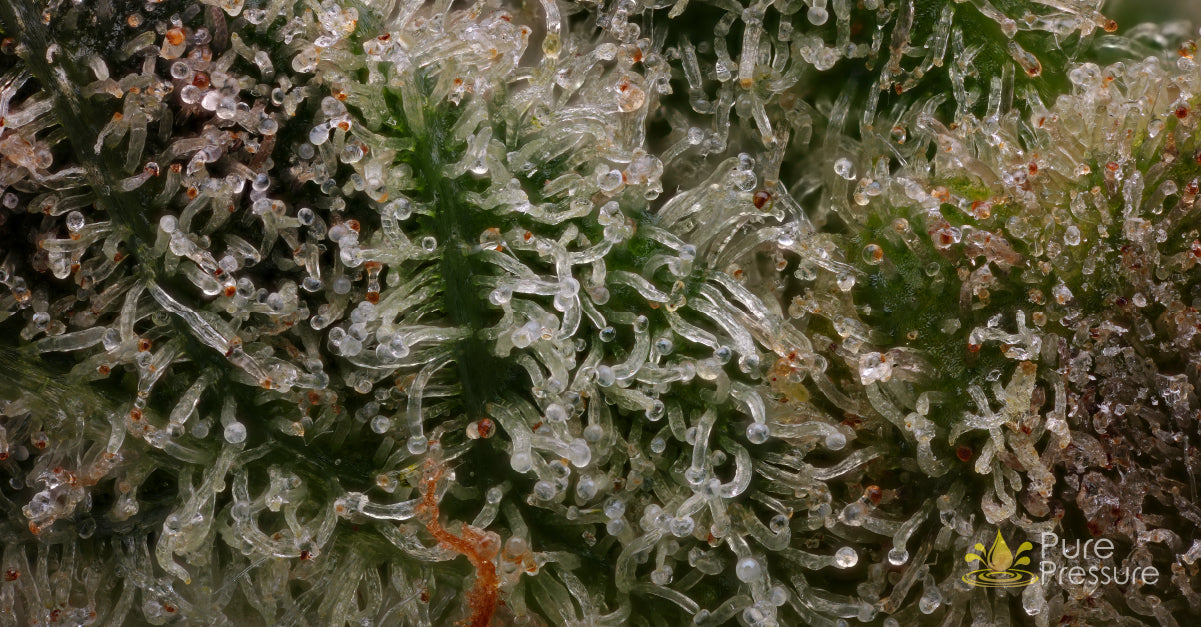 Fresh Frozen Cannabis Trichomes Macro