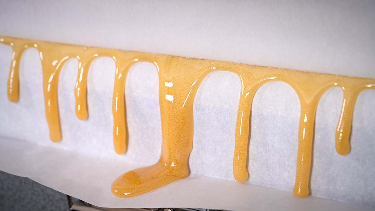 Live Rosin Dripping on Parchment Paper from Rosin Press