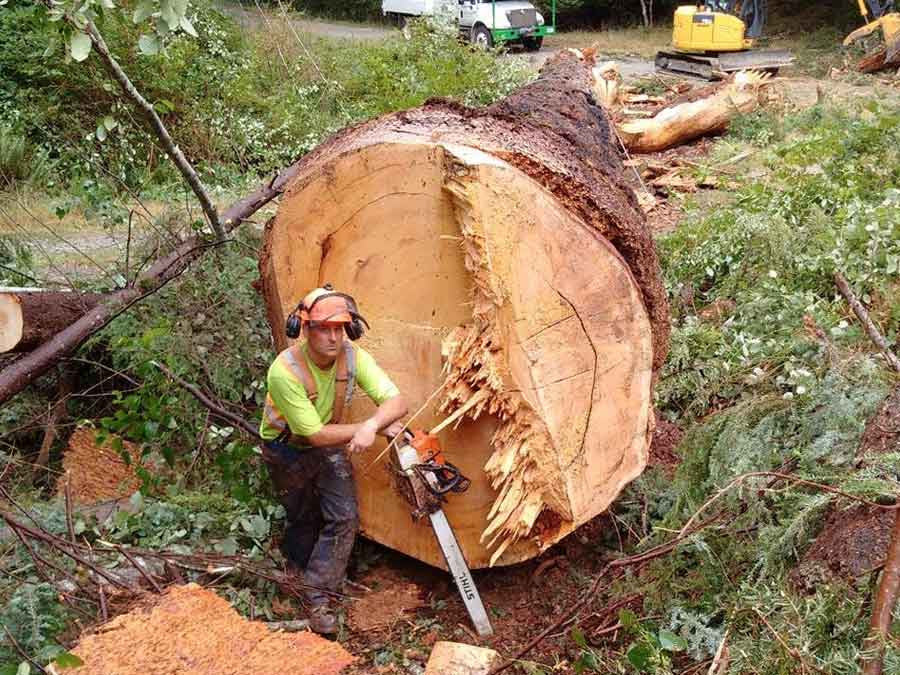 james-flawith-arborist-entrepreneur