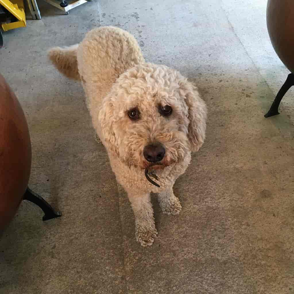 Distillery dog at work