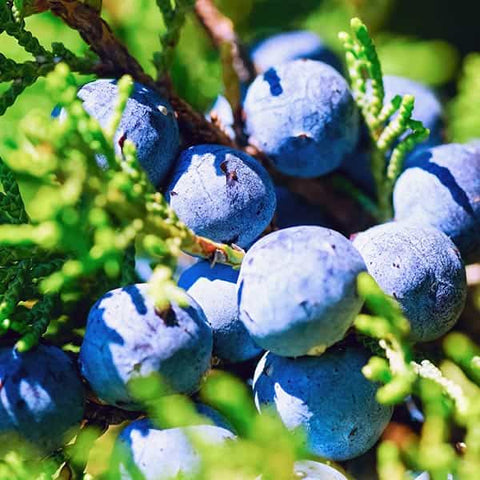 Juniper, the key ingredient to well made Gin