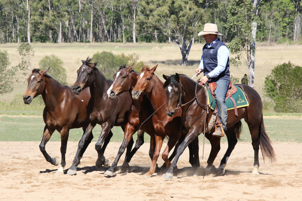 Guy McLean Horsemanship