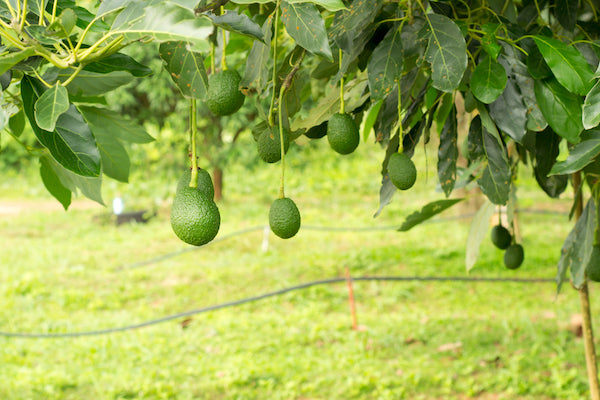 avocado coltivazione