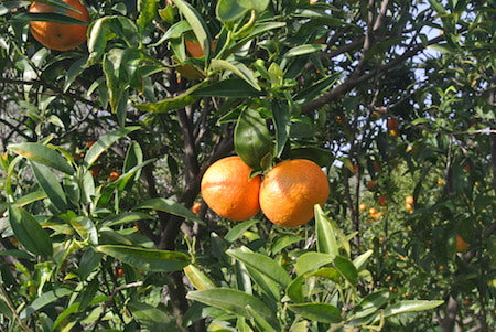 Mandarino Senza Semi Locroi