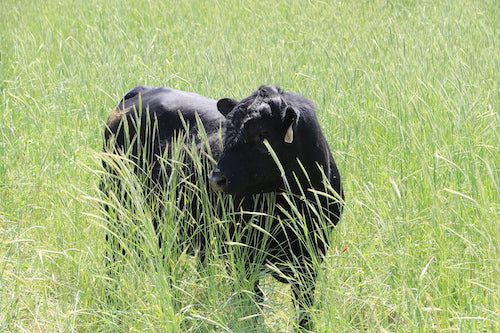 Joyce Farms Heritage Aberdeen Angus Cattle