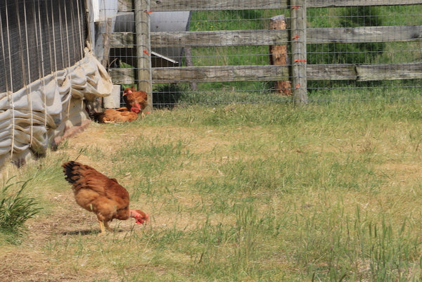 Joyce Farms Poulet Rouge® Heritage Chickens