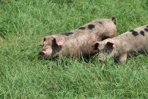 Joyce Farms Heritage Gloucestershire Old Spot pigs on pasture
