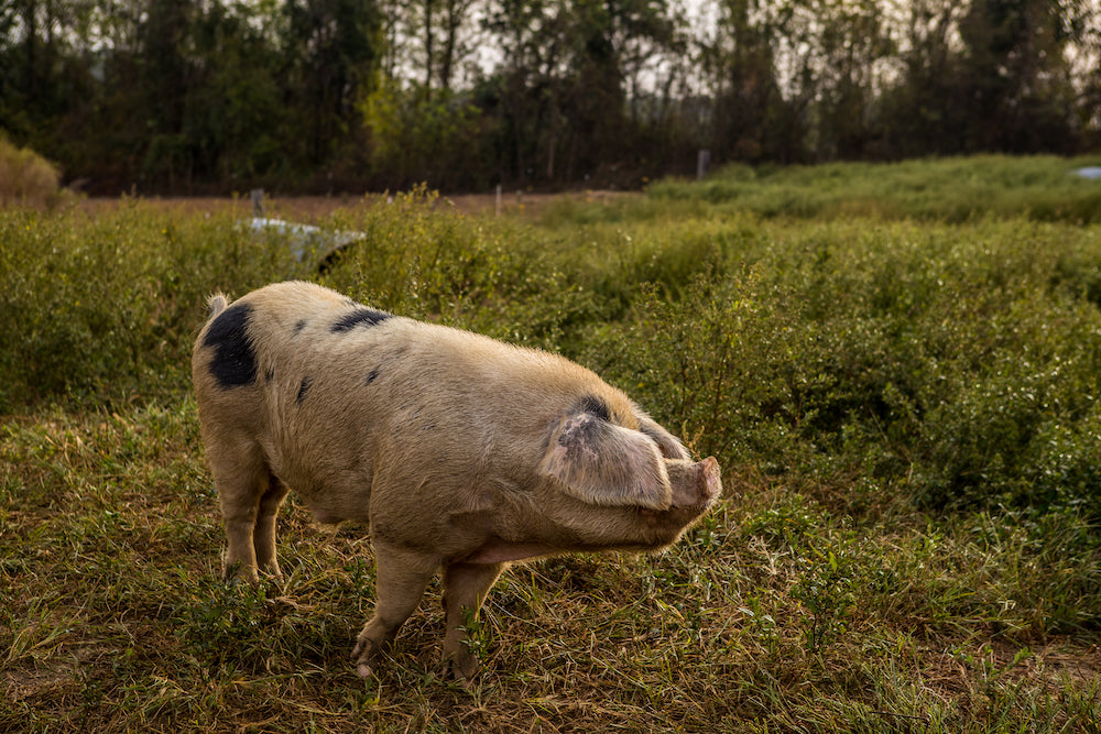 Joyce Farms Gloucestershire Old Spot pig