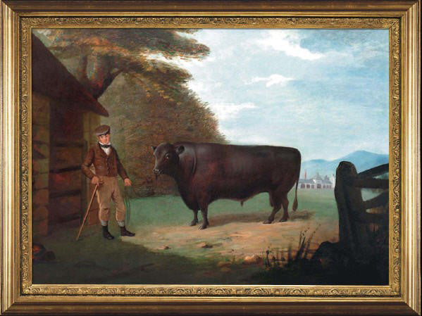 Old Jock, Original Angus Bull #1