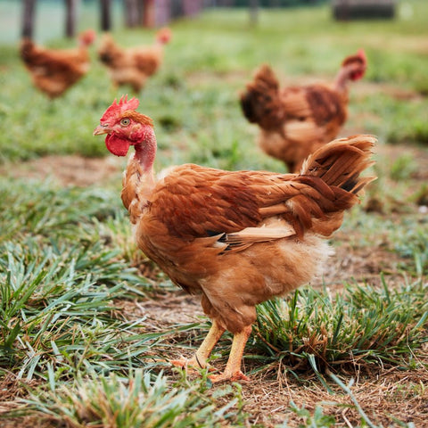 One of Joyce Farms Poulet Rouge® Heritage Chickens standing on pasture in green grass