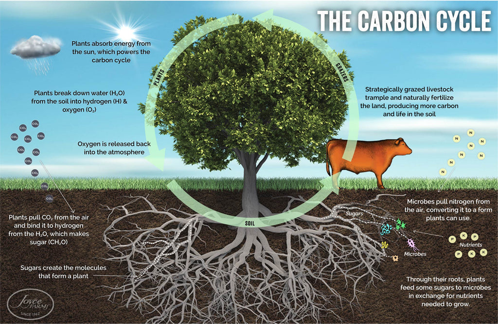 The Carbon Cycle