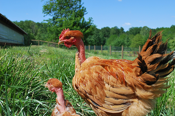 Joyce Farms Poulet Rouge® Heritage Chicken