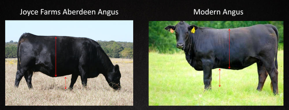 Angus vs Angus