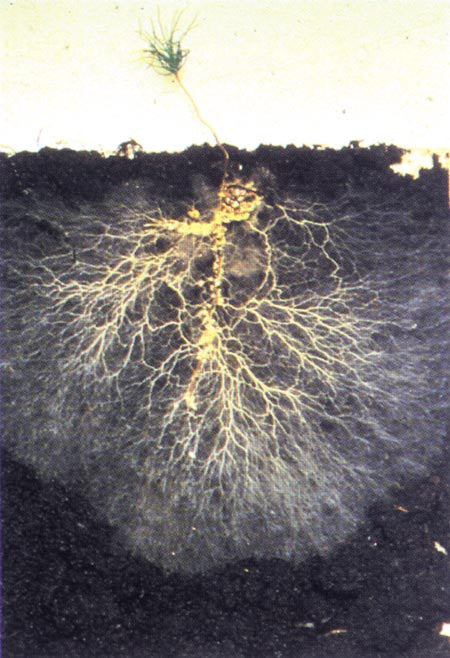 Mycorrhizal Fungi