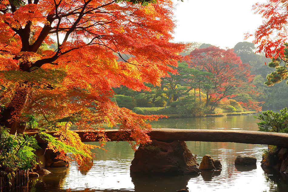 3 Best Japanese Traditional Gardens in Tokyo - Bokksu