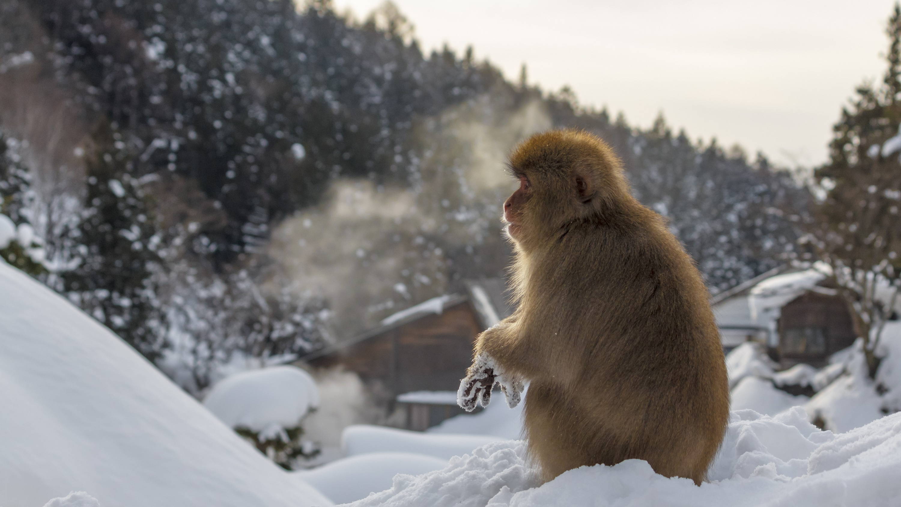 From Nara Deer to Cat Island - 5 Places to See Wildlife in Japan | Bokksu