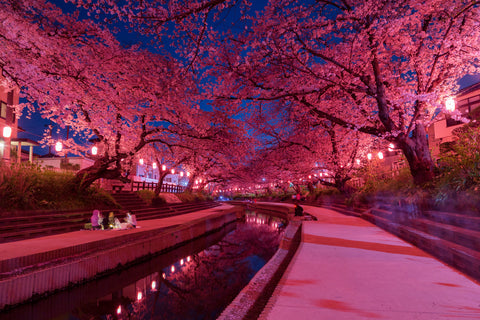 Yozakura Japanese spring scenery, Cherry Blossoms