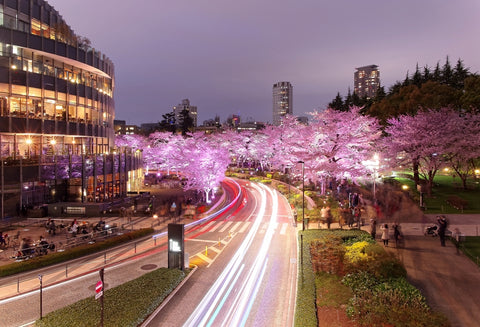 Romantic scenery of illuminated cherry blossom trees (Sakura Namiki) in Tokyo Midtown at night, with busy traffic trails on street and high rise buildings in evening twilight in Roppongi, Tokyo Japan