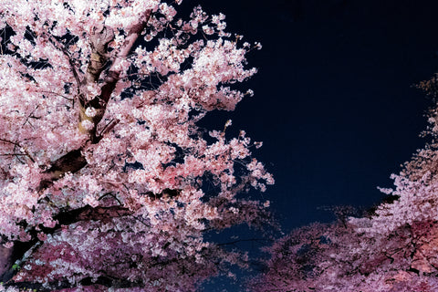 Cherry blossom in full bloom