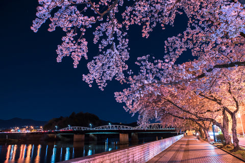 Night scenery of illuminated cherry blossom tree in Japan.