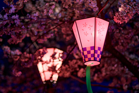 Lanterns in Cherry Blossom Season