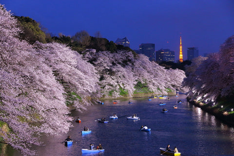 Night view of massive sakura trees with Tokyo tower as background.
