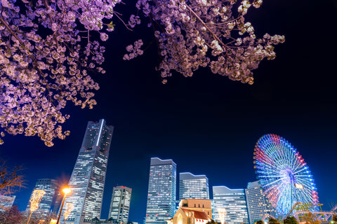 Night view of cherry blossoms and Minato Mirai