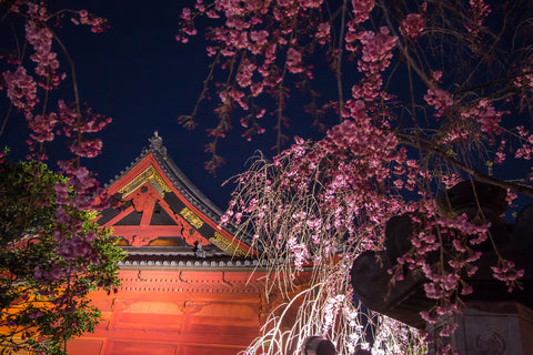 Gable roof of Kiyomizu Kannon-do Temple with weeping cherry blossoms in the foreground during Ueno Sakura Matsuri in Ueno Park
