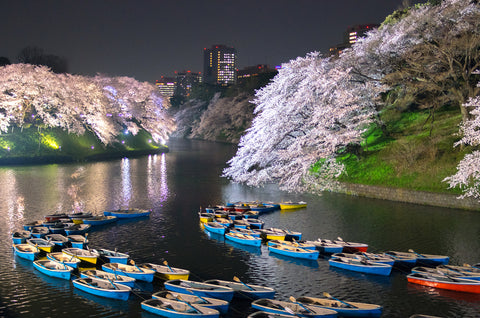 Chidorigafuchi Park during cherry blossom season
