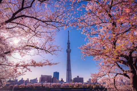 Cherry blossom and building at Asakusa Sumida Park