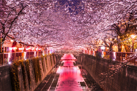 Cherry blossom rows along the Meguro River