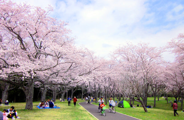 sakura in bloom